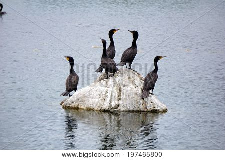 A flock of double crested cormorants (Phalacrocorax auritus) stands on a rock in a retention pond in Plainfield, Illinois, during June.
