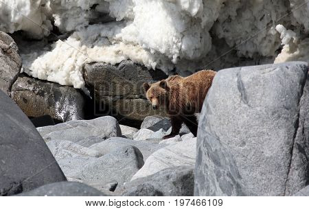 Brown bear in the Spring by the sea. Far East Russia