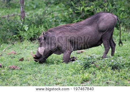 Warthog (Common Warthog) feeding. Delta Okavango Botswana