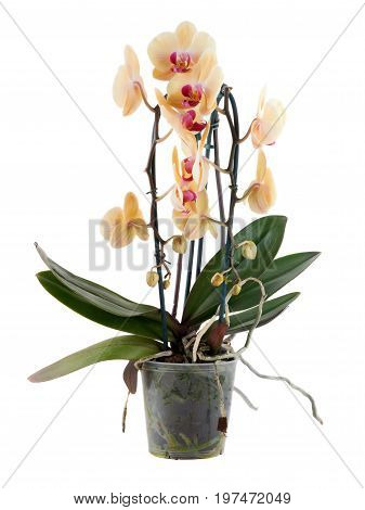 Orchid in a plastic pot isolated on white
