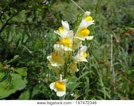 common toadflax - flower , (Linaria vulgaris),  Yellow flower