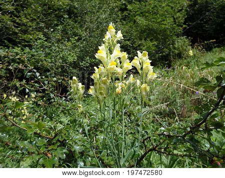 common toadflax - flower , (Linaria vulgaris),  Yellow flower