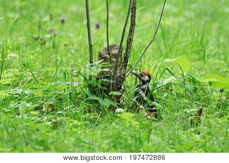 Woodpecker In the park on the grass hollow tree Russia summer