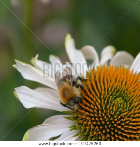 bee on an orange coneflower found in the garden