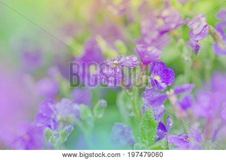 Purple Aubrieta Flowers.