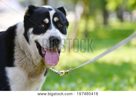Alabai Or Central Asian Shepherd Dog