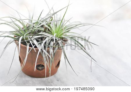 Tillandsia or Bromeliaceae plant on the floor