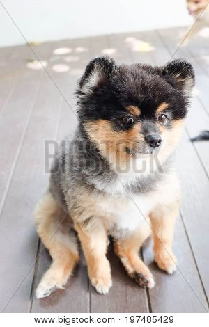 A pomeranian dog is sitting on the floor