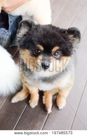 A pomeranian dog is sitting on the floor
