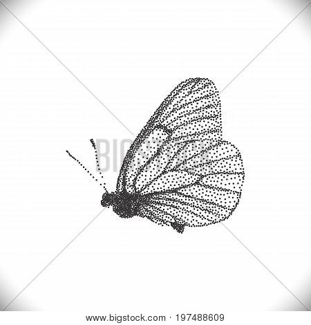 Aporia Crataegi Butterflies