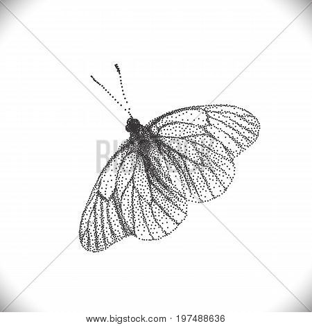 Aporia Crataegi Butterflies