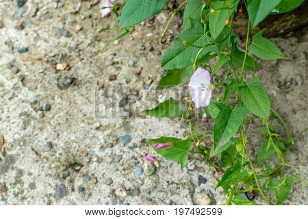 Convolvulus Arvensis Or Field Bindweed