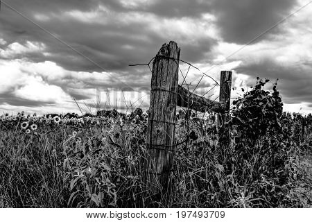 Close up of an H-brace of a fence with a sunflower field in the background in monochrome