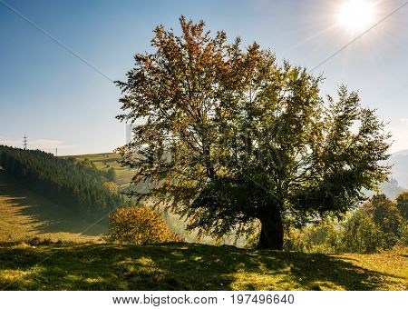 Tree On A Mountain Grassy Hill Side
