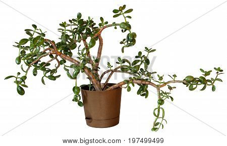 Money Tree (crassula) Flower In A Brown Pot Isolated On White