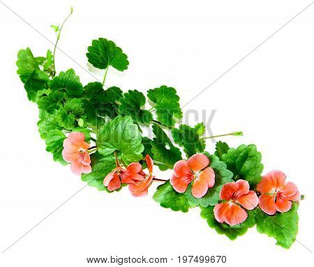 Composition Of Fresh Green Leaves Of The Ground Cover And Bright Pink Flowers Of Geranium