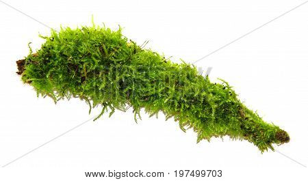 A Clump Of Green Moss Isolated On A White Background