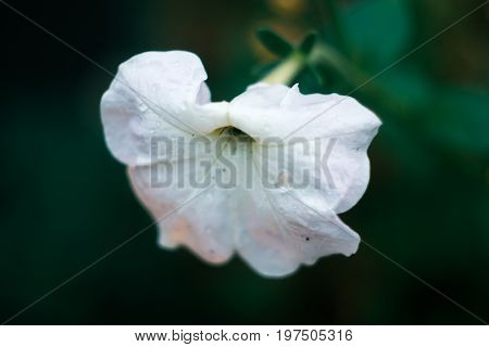 White fresh petunia flowers with blurred background