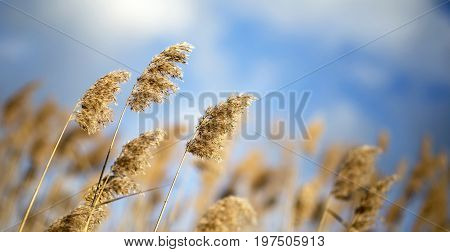 Nature website banner of reeds in the wind