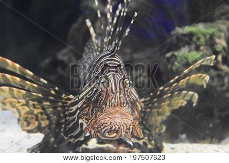Amazing markings on a turkeyfish sitting on the ocean floor.