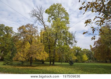 Fall in the park and trees with yellow foliage