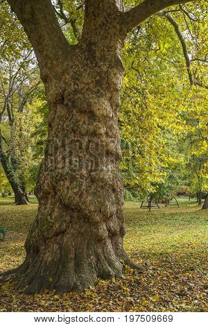 Old tree in the park in fall with yellow foliage