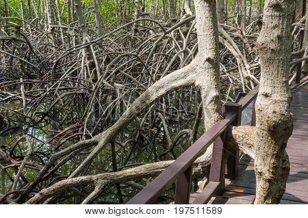Mangrove Forest At Pranburi Forest National Park, Prachuap Khiri Khan, Thailand