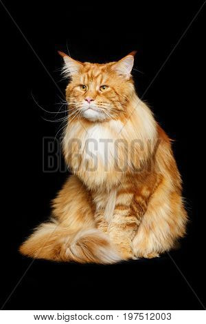 beautiful big maine coon cat. Copy space. Studio shot on black background.