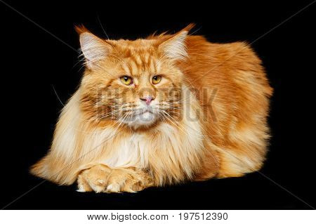 beautiful big maine coon cat. Copy space. Studio shot on black background.