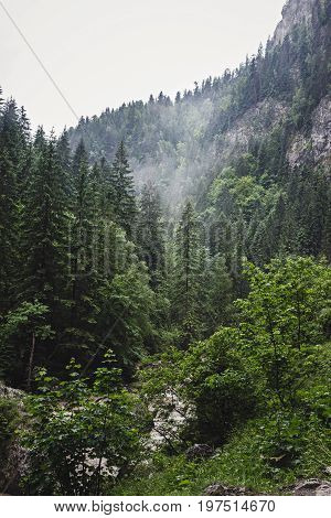 Mountain scenery cliffs and pine forest at the Bicaz gorge in Carpathians Romania wild nature landscape.