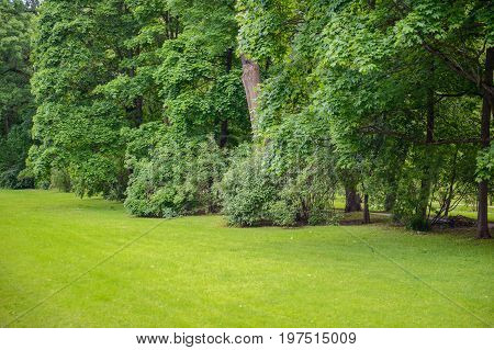 Green Park with lush trees and fresh grass. Nature background summer. The freshness and purity of the forest.