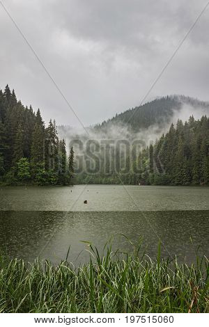 Mountain lake scenery Lacu Rosu or Red lake in cloudy rain weather Eastern Carpathians Romania nature landscape background.