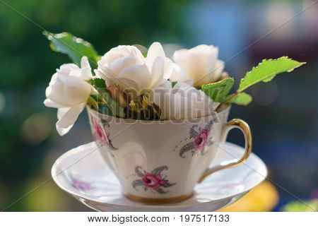 white roses in the cup