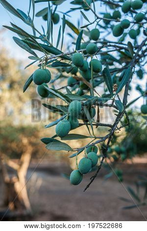 Fresh olives closeup in the tree in Candeleda Spain