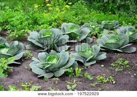 Young Cabbage Grows In A Private Garden