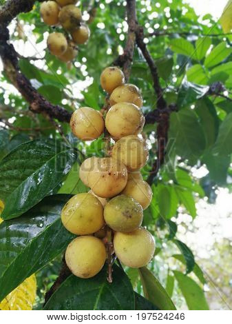Fresh Langsat Southern sul suo albero on a fruit farm background