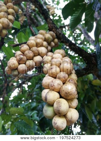 Fresh Langsat Southern sul suo albero on a fruit farm background