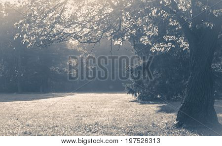 Old vintage photo. Glade branch of a tree with leaves sunlight yellow filter