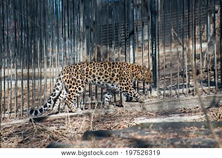 Far Eastern leopard strong fast wild animal