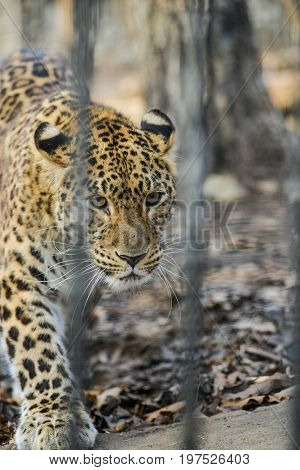 Far Eastern leopard strong fast wild animal