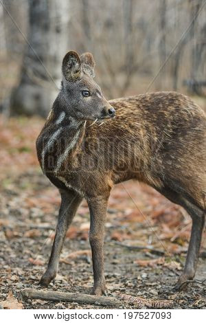 Siberian musk deer, a rare pair hoofed animal with fangs