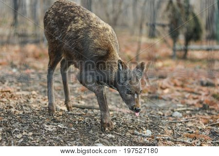 Siberian musk deer, a rare pair hoofed animal with fangs