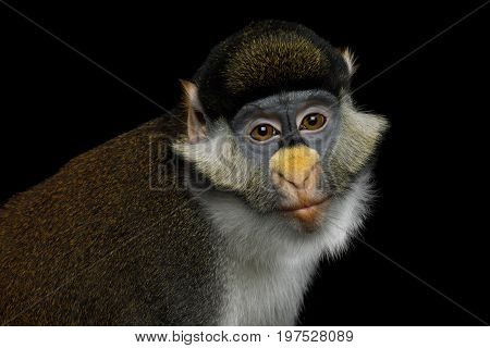 Portrait of Red tail monkey, or Schmidt's guenon Cercopithecus ascanius ape Isolated on Black Background