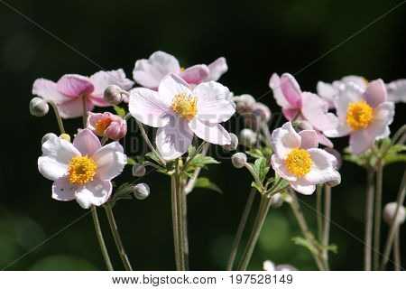 Pink flowers of Japanese anemone (Anemone hybrida) on flowerbed