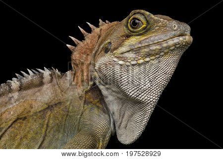 Close-up Water dragon, Physignathus coconcinus isolated on Black Background