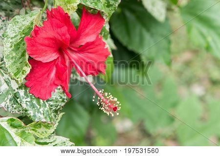 Hibiscus red flowers Chaba Queen of Tropical Flowers Often grown ornamental And herbs