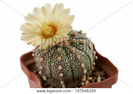 Closeup of blooming cactus with one flower Astrophytum asterias growing in the pot