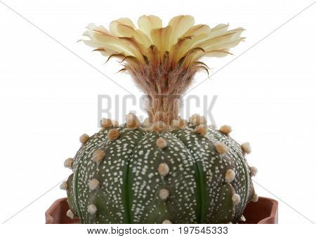 Closeup of blooming cactus with one flower Astrophytum asterias growing in the pot