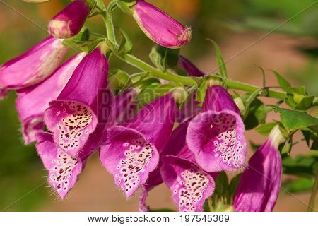Close up of pink foxgloves digitalis garden flowers