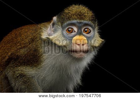 Portrait of Red tail monkey, or Schmidt's guenon Cercopithecus ascanius ape Isolated on Black Background